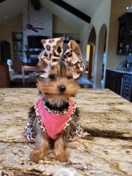 4 month old toy yorkie