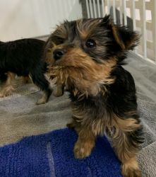AKC Yorkshire Terriers