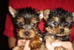 Two Yorkshire terrier puppies