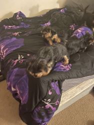 Cute yorkie pups for sale with papers and shots