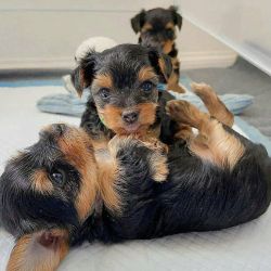 2 Marvelous Yorkie Puppies