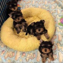 Magnificient Yorkie Puppies Available