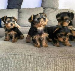 Yorkie ** Teacup and Toy Sized **