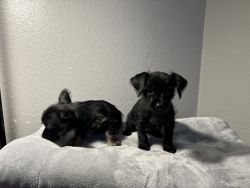 2 female yorkie mix for sale