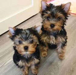 Bundle of joy Yorkshire Terrier puppy for rehoming