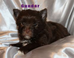 gundar male chocolate yorkie for saleGundar will be ready to go for m