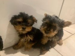 KC Ready now Yorkshire terrier puppies