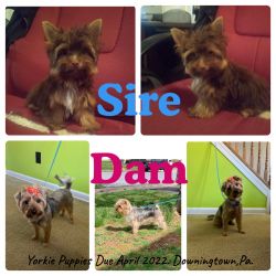 Yorkie Puppies due April 28th