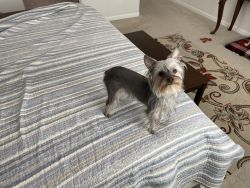 10 month old yorkie with all shots. Very playful.and cute.