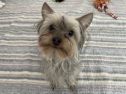 Selling a 10 month old yorkie