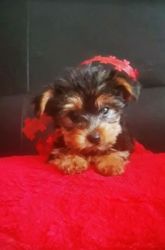 Stranded Yorkshire terrier pups ready now