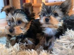 Cute Yorkie looking for new home