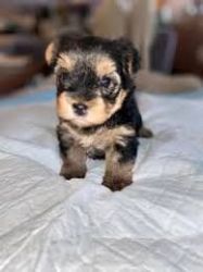 Yorkshire terrier for sale with 5 gen pedigree