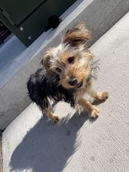 Adorable Baby Yorkie