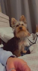 Yorkshire terrier for Sell