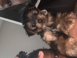 Male 5 month old yorkie
