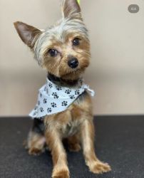 One year old active yorkie