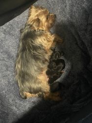 Newborn Yorkies Available in 8 weeks & Toy Poodles