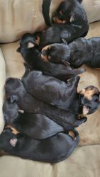 Yorkie Terrier puppies for sale