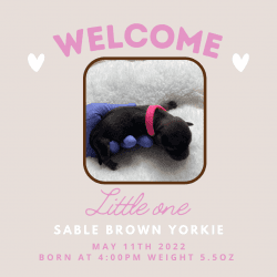 Sable Brown Yorkie Female