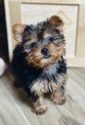T-cup Yorkshire terrier