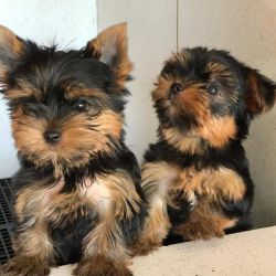 Yorkie puppies for Adoption