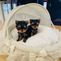 Two beautiful mini Yorkies