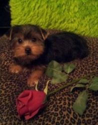 male and female Yorkshire Terrier puppies for Adoption