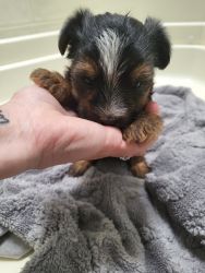 Male pup, contact me at (xxx)-xxx-xxxx. Willing to drop the price!