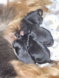 Pure bred yorkie puppies