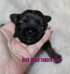 dark yorkie puppies for sale