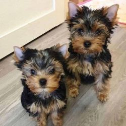 Purebred Tiny Yorkie Puppies