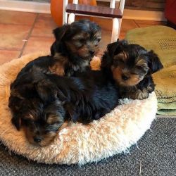 Reputable Yorkie puppies for rehoming