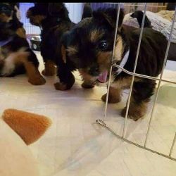 Enticing Yorkies for rehoming
