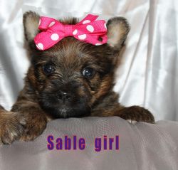 selling sable male and female yorkies ready in 4 weeks