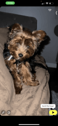 6 month old Yorkie