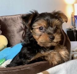 Adorable yorkie puppies needed a new lovely home asap.