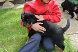 50% OFF SPECIAL LITTLE ROTTWEILER PUPPIES