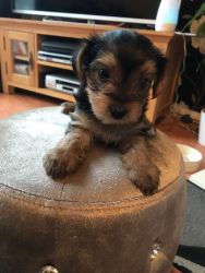 AKC teacup Yorkshire Terrier puppies