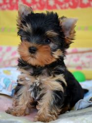 Pluffy x YORKSHIRE terriers now