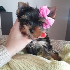 healthy x Yorkshire terriers now