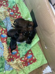 6 Yorkie puppies for sale