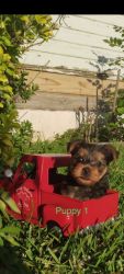 2 Yorkshire Terrier’s for sale