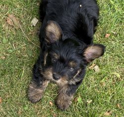 Yorkie For sale