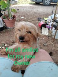 2 year old male Yorkie, full breed