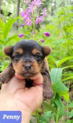 T-cup Yorkie puppies for sale!