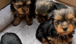 Yorkie puppies available for rehoming