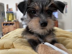 rehoming t-Cup terrier puppy