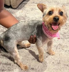 6month old standard size female Yorkie