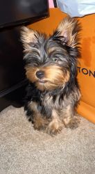 5 Month Old Male Yorkie